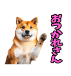 山口弁☆柴犬（個別スタンプ：13）