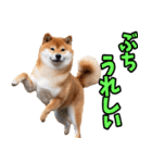 山口弁☆柴犬（個別スタンプ：14）