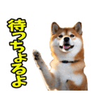 山口弁☆柴犬（個別スタンプ：15）