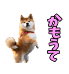 山口弁☆柴犬（個別スタンプ：16）
