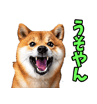 山口弁☆柴犬（個別スタンプ：18）