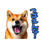 山口弁☆柴犬（個別スタンプ：19）