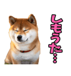 山口弁☆柴犬（個別スタンプ：20）