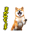 山口弁☆柴犬（個別スタンプ：21）