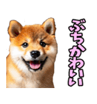 山口弁☆柴犬（個別スタンプ：22）
