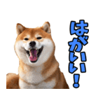 山口弁☆柴犬（個別スタンプ：23）