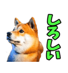 山口弁☆柴犬（個別スタンプ：24）