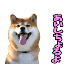山口弁☆柴犬（個別スタンプ：25）