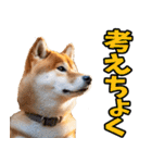 山口弁☆柴犬（個別スタンプ：26）