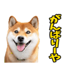 山口弁☆柴犬（個別スタンプ：27）