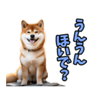山口弁☆柴犬（個別スタンプ：28）