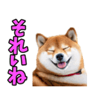 山口弁☆柴犬（個別スタンプ：29）