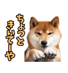 山口弁☆柴犬（個別スタンプ：30）