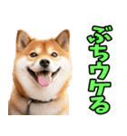 山口弁☆柴犬（個別スタンプ：31）