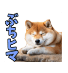山口弁☆柴犬（個別スタンプ：32）