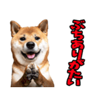 山口弁☆柴犬（個別スタンプ：33）