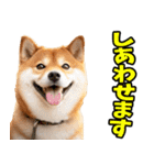 山口弁☆柴犬（個別スタンプ：34）