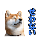 山口弁☆柴犬（個別スタンプ：35）
