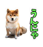 山口弁☆柴犬（個別スタンプ：36）