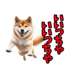 山口弁☆柴犬（個別スタンプ：37）