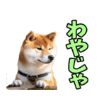 山口弁☆柴犬（個別スタンプ：38）