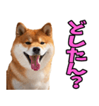 山口弁☆柴犬（個別スタンプ：39）