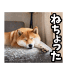 山口弁☆柴犬（個別スタンプ：40）