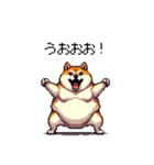 熱血系の太っちょ柴犬（個別スタンプ：1）