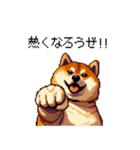 熱血系の太っちょ柴犬（個別スタンプ：6）