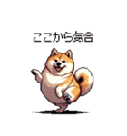 熱血系の太っちょ柴犬（個別スタンプ：11）