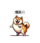 熱血系の太っちょ柴犬（個別スタンプ：18）