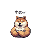 熱血系の太っちょ柴犬（個別スタンプ：31）