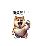熱血系の太っちょ柴犬（個別スタンプ：37）