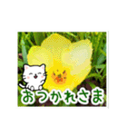 動く☆大人やさしい野の花とネコ（個別スタンプ：1）