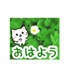 動く☆大人やさしい野の花とネコ（個別スタンプ：2）