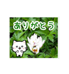 動く☆大人やさしい野の花とネコ（個別スタンプ：4）