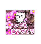 動く☆大人やさしい野の花とネコ（個別スタンプ：8）