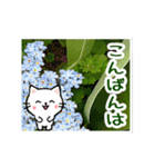 動く☆大人やさしい野の花とネコ（個別スタンプ：11）