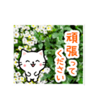 動く☆大人やさしい野の花とネコ（個別スタンプ：13）
