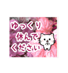 動く☆大人やさしい野の花とネコ（個別スタンプ：16）