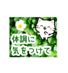 動く☆大人やさしい野の花とネコ（個別スタンプ：21）