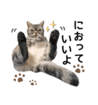 める884（個別スタンプ：16）