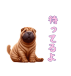 ペキニーズと一緒の日常（個別スタンプ：13）