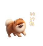 ポメラニアンと一緒の日常4（個別スタンプ：10）