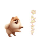 ポメラニアンと一緒の日常4（個別スタンプ：12）