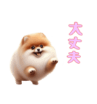 ポメラニアンと一緒の日常3（個別スタンプ：1）