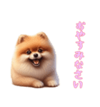 ポメラニアンと一緒の日常3（個別スタンプ：12）