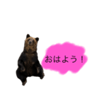 クマさんに代弁させた（個別スタンプ：5）