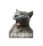 くーとブル、ラガとドゥビー、4兄弟2（個別スタンプ：3）