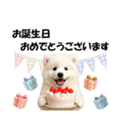 かわいいサモエドの犬スタンプ2(イベント)（個別スタンプ：3）